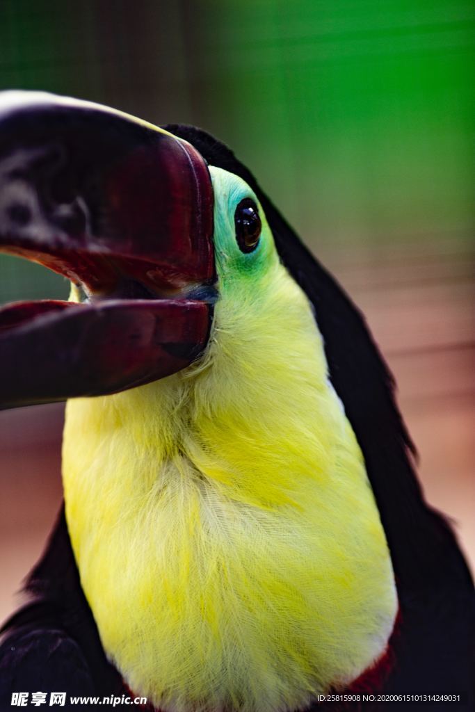 巨嘴鸟空山鸟语图片