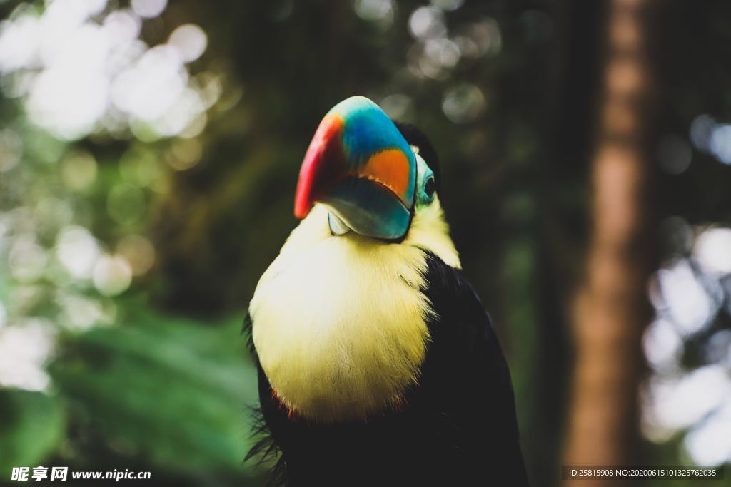 巨嘴鸟空山鸟语图片