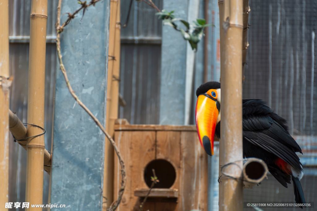 巨嘴鸟空山鸟语图片