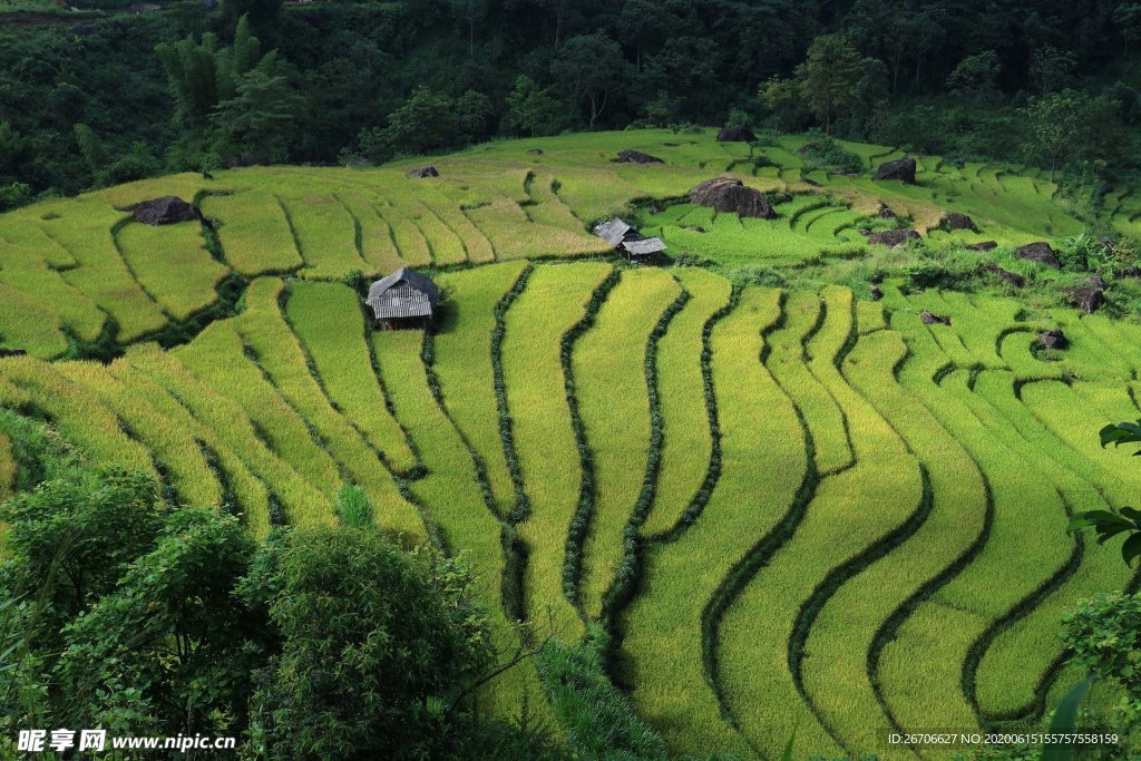绿色梯田分布照片素材jpg