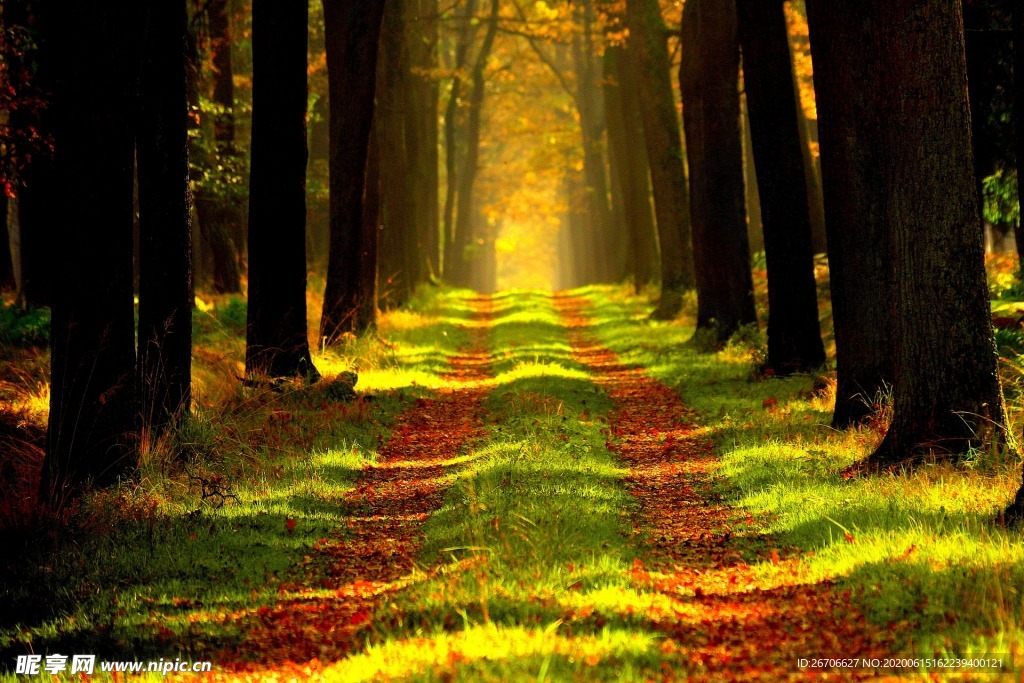 森林路径户外阳光