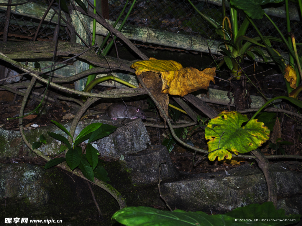 丛林中的野生老鼠