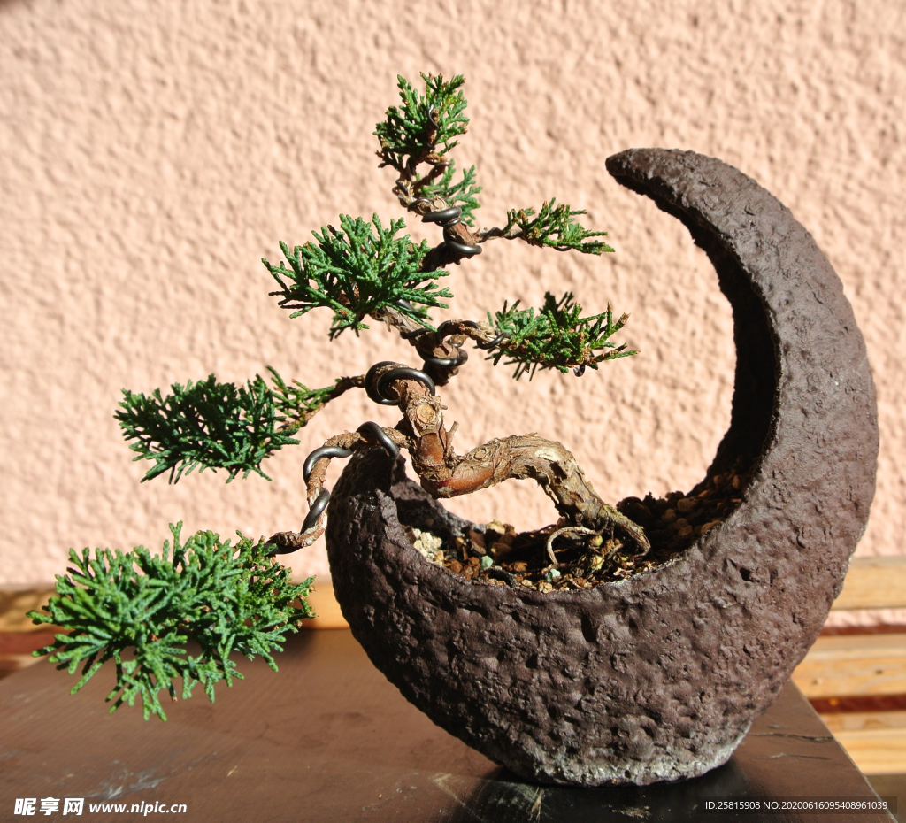 盆栽盆景室内花草景物图片