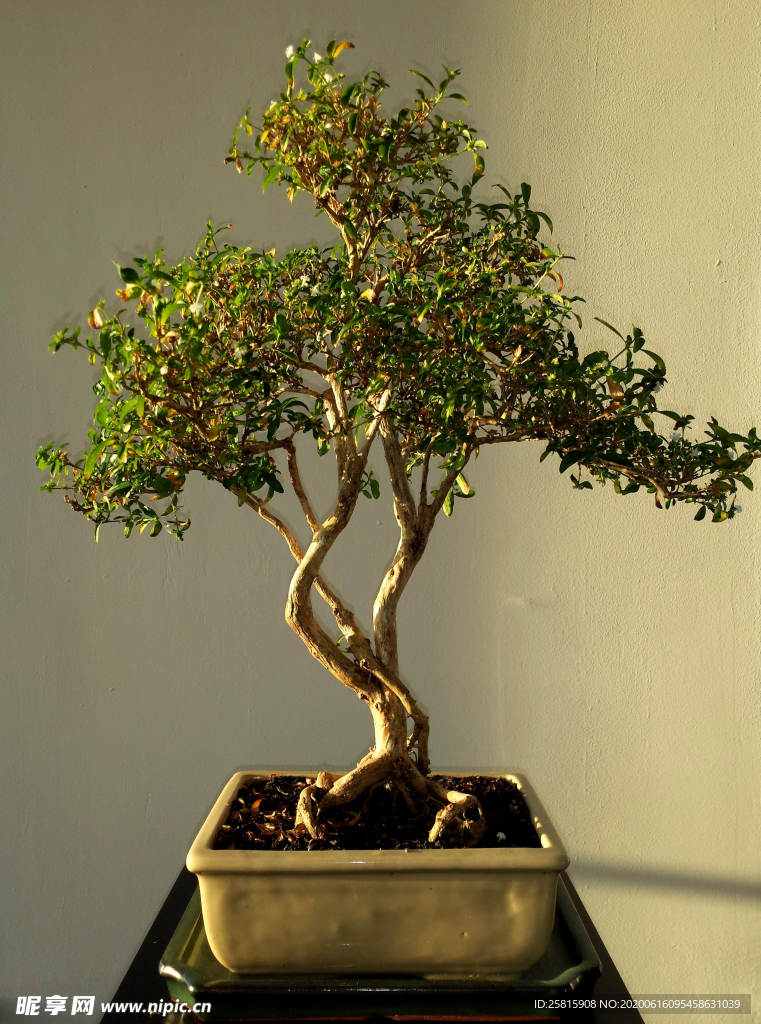 盆栽盆景室内花草景物图片