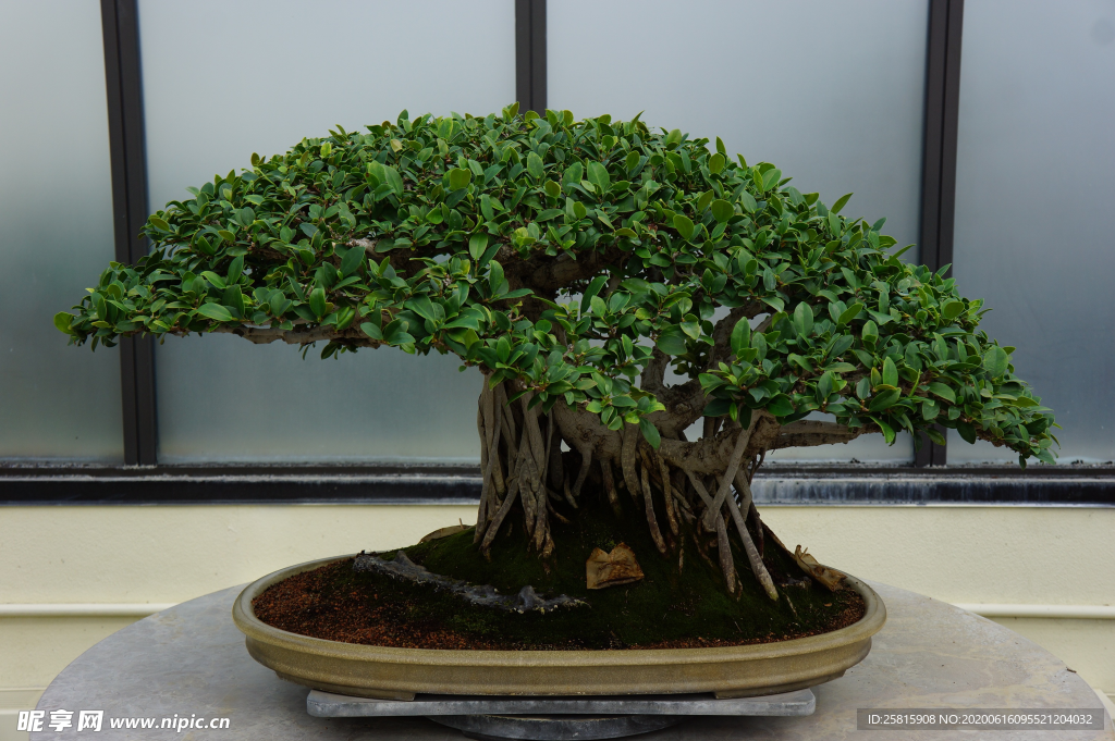 盆栽盆景室内花草景物图片