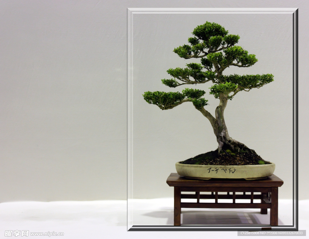 盆栽盆景室内花草景物图片