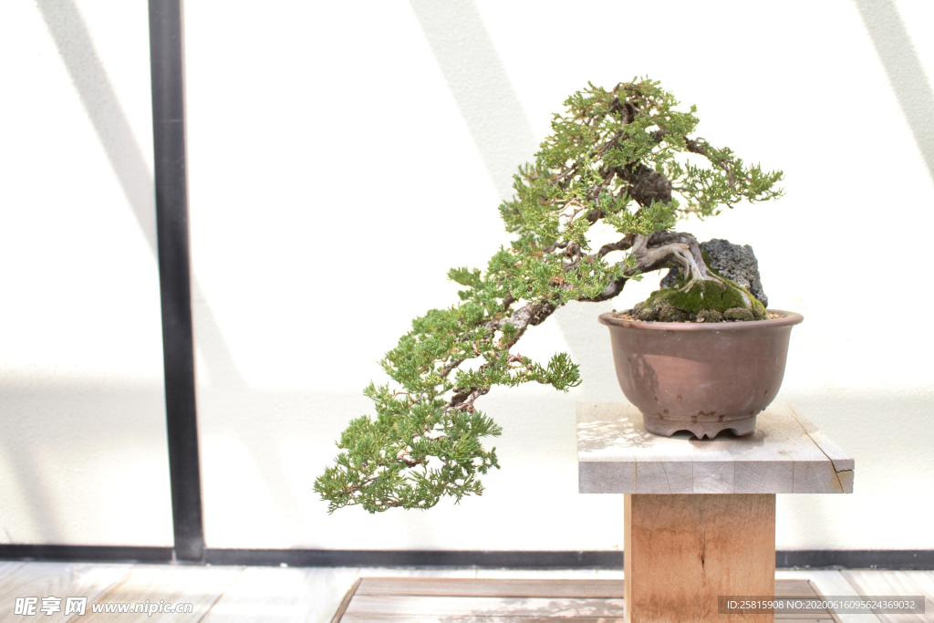 盆栽盆景室内花草景物图片