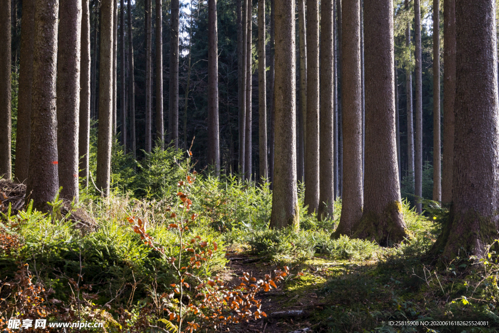 树木森林树林丛林图片