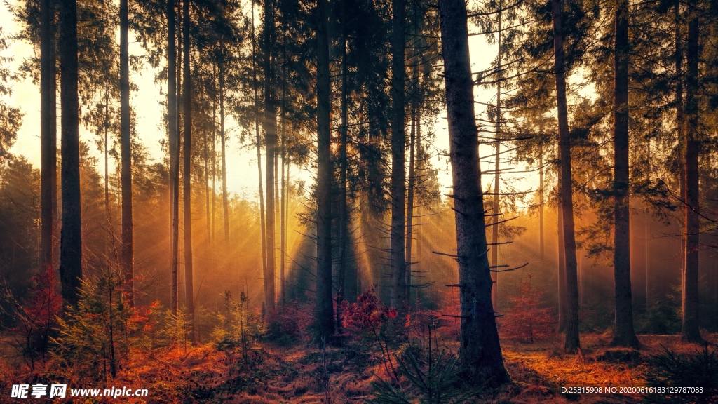 树木森林树林丛林图片