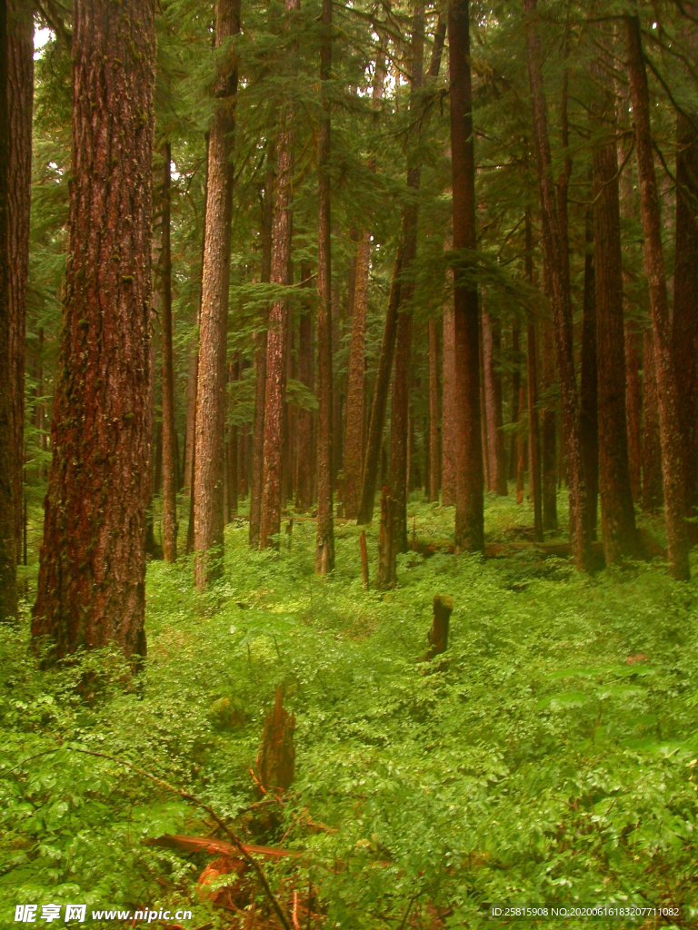 树木森林树林丛林图片