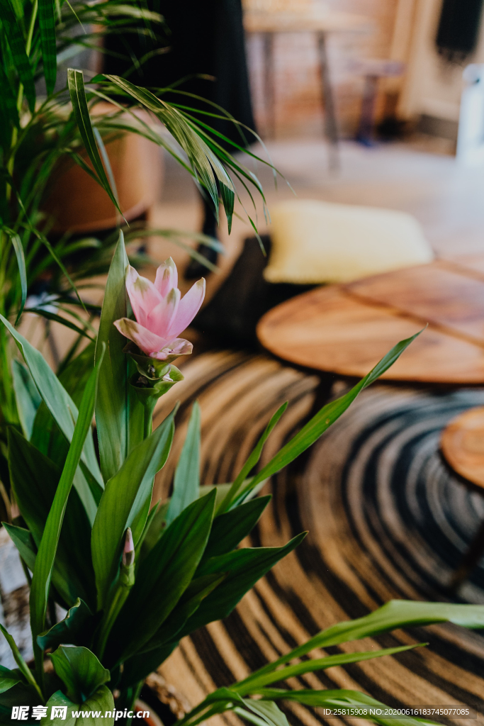 盆栽盆景瓶栽室内外花草图片