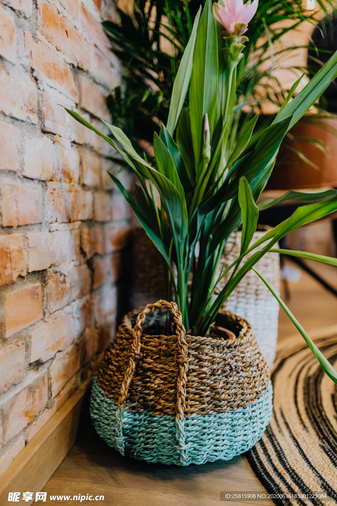 盆栽盆景瓶栽室内外花草图片