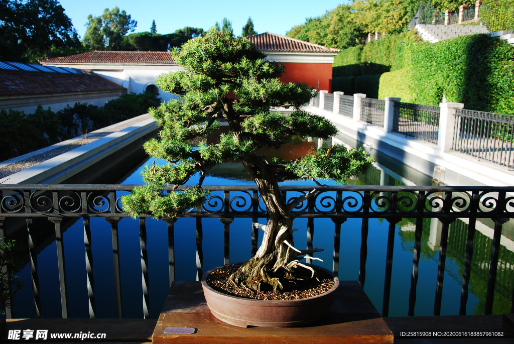 盆栽盆景瓶栽室内外花草图片