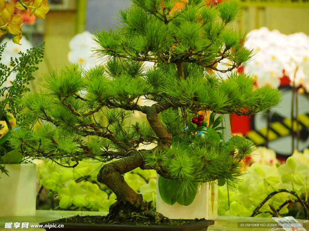 盆栽盆景瓶栽室内外花草图片