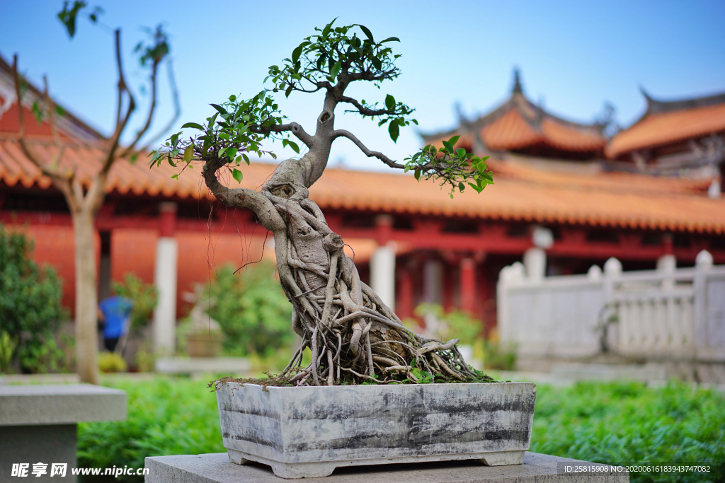 盆栽盆景瓶栽室内外花草图片