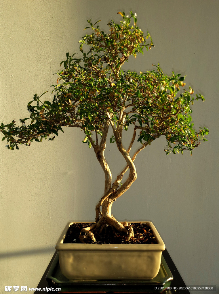 盆栽盆景瓶栽室内外花草图片