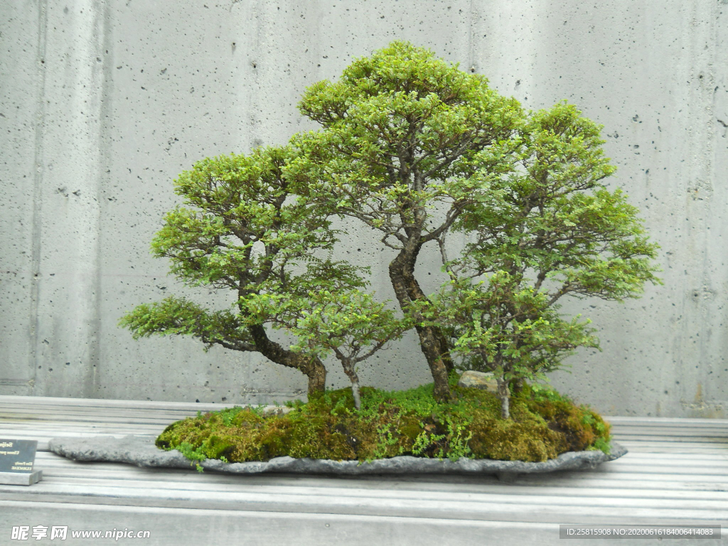 盆栽盆景瓶栽室内外花草图片