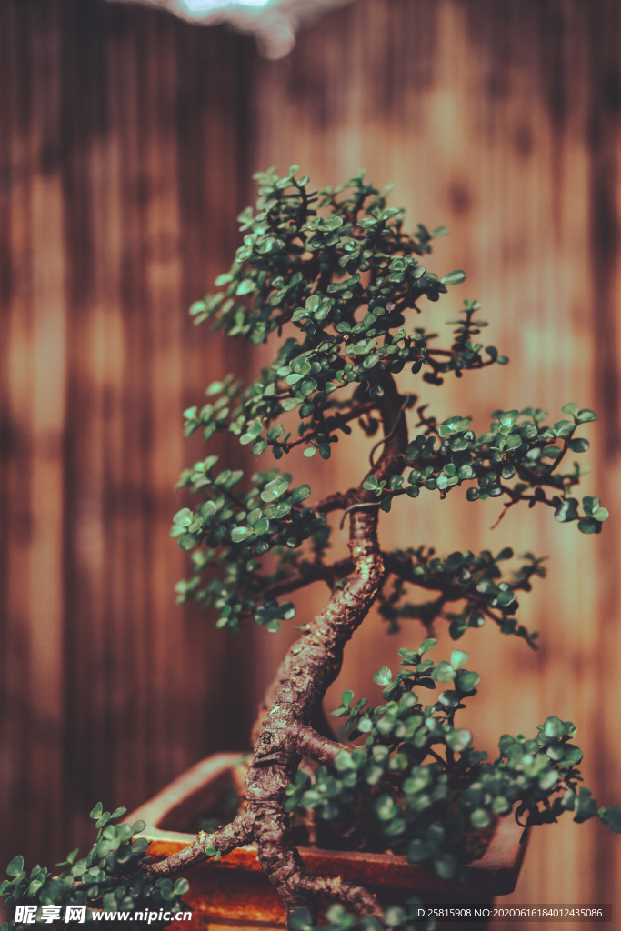 盆栽盆景瓶栽室内外花草图