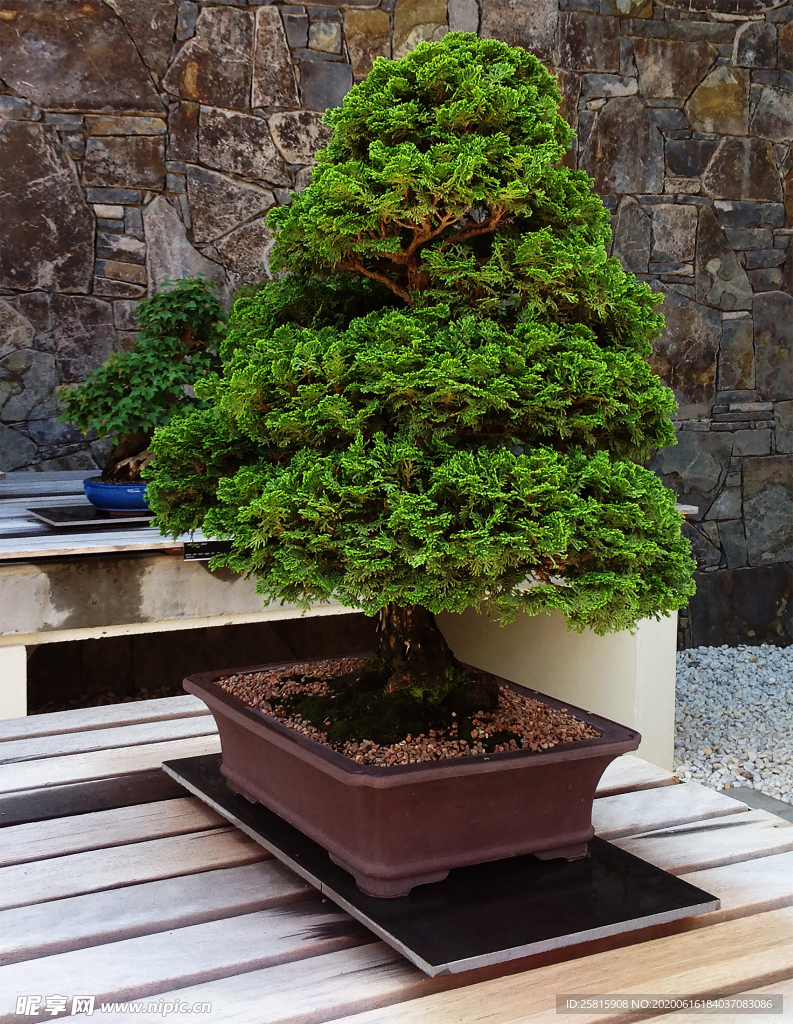 盆栽盆景瓶栽室内外花草图片