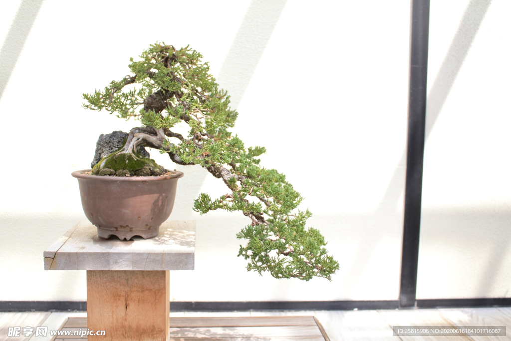 盆栽盆景瓶栽室内外花草图片