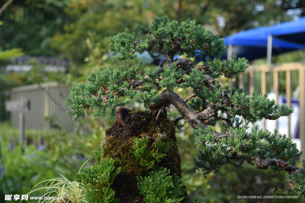 盆栽盆景瓶栽室内外花草图片