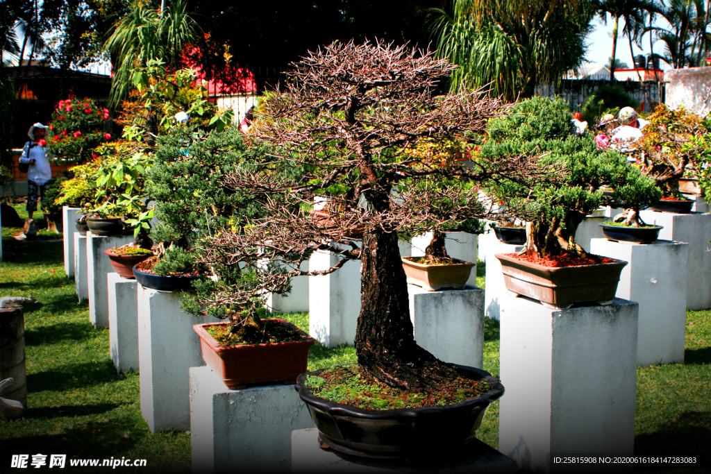 盆栽盆景瓶栽室内外花草图片