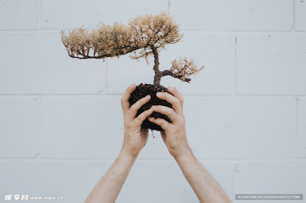 盆栽盆景瓶栽室内外花草图片