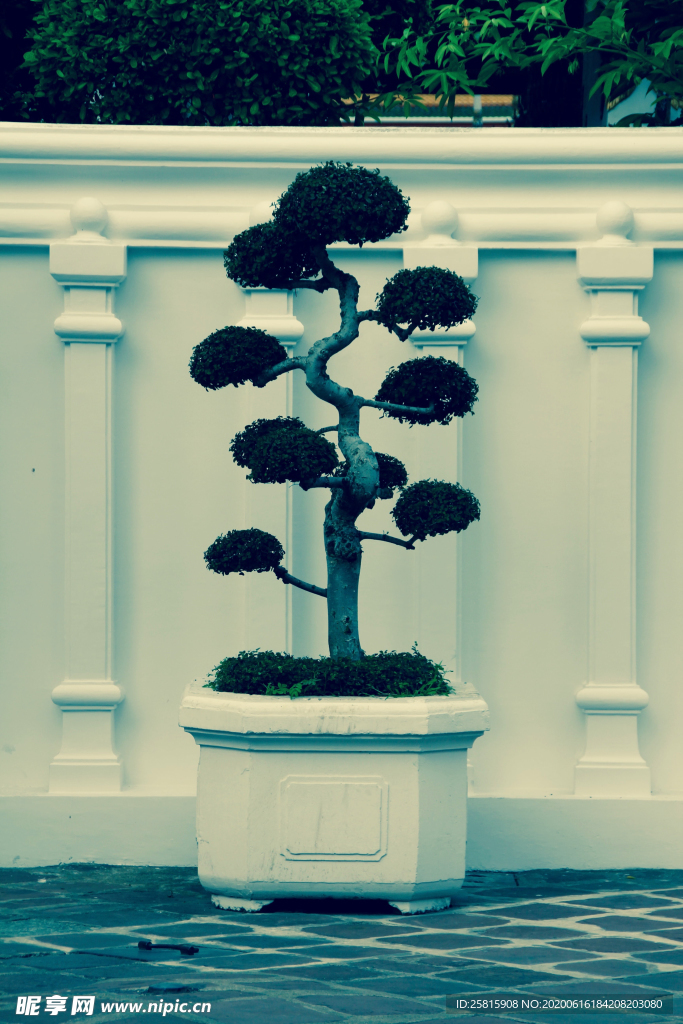 盆栽盆景瓶栽室内外花草图片