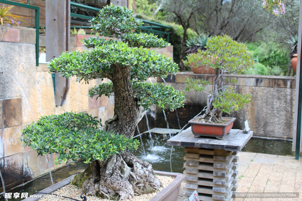盆栽盆景瓶栽室内外花草图片