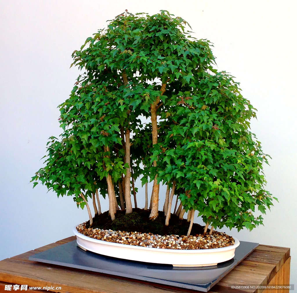 盆栽盆景瓶栽室内外花草图片