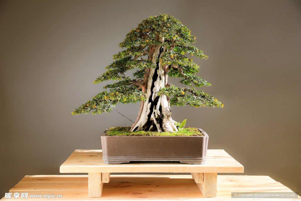 盆栽盆景瓶栽室内外花草图片