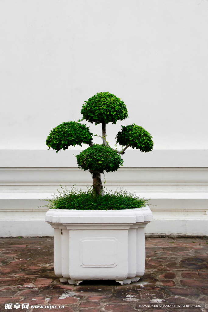 盆栽盆景瓶栽室内外花草图片