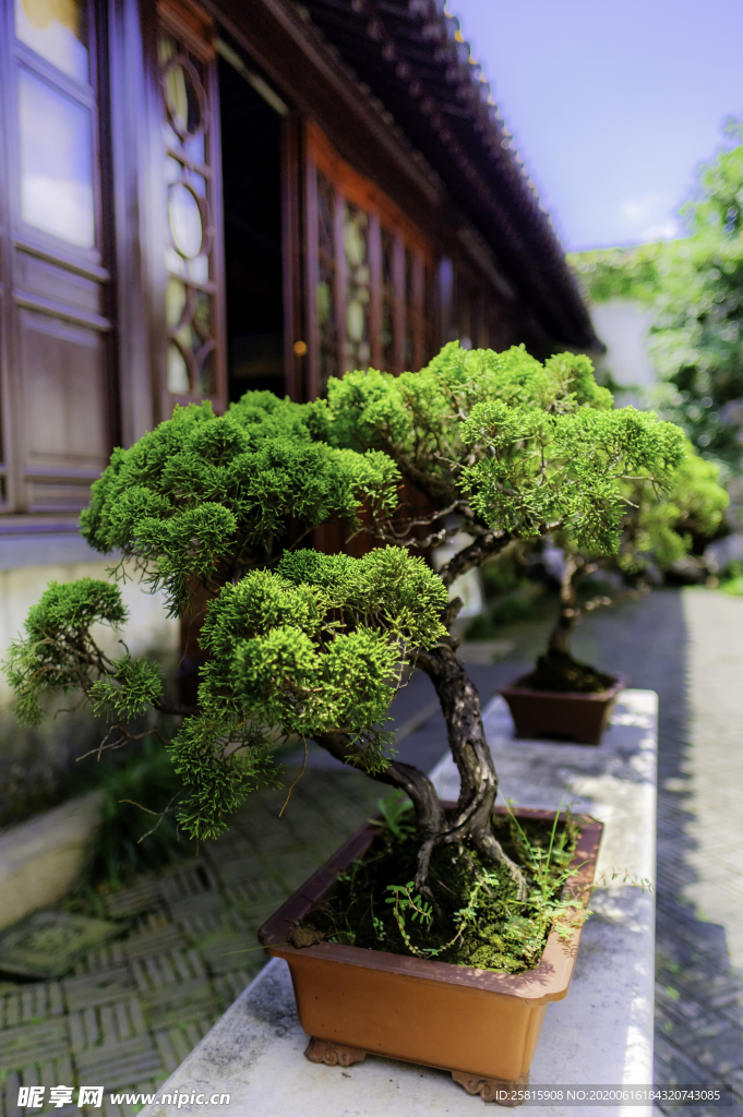 盆栽盆景瓶栽室内外花草图片