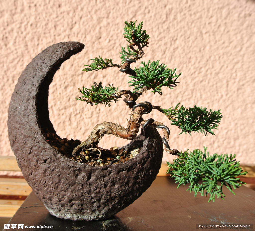 盆栽盆景瓶栽室内外花草图片