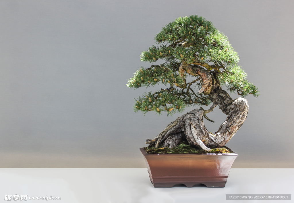 盆栽盆景瓶栽室内外花草图片