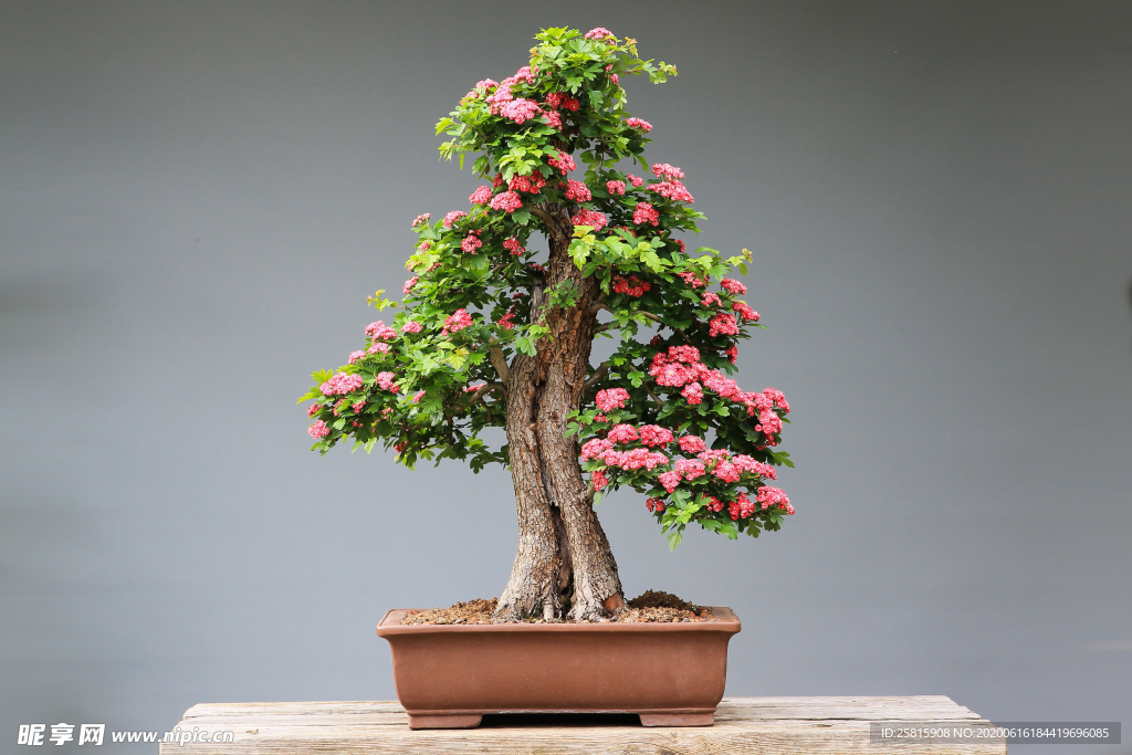 盆栽盆景瓶栽室内外花草图片