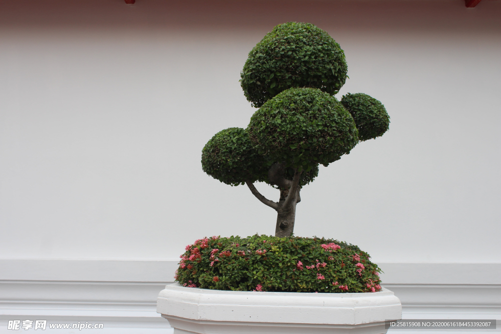 盆栽盆景瓶栽室内外花草图片