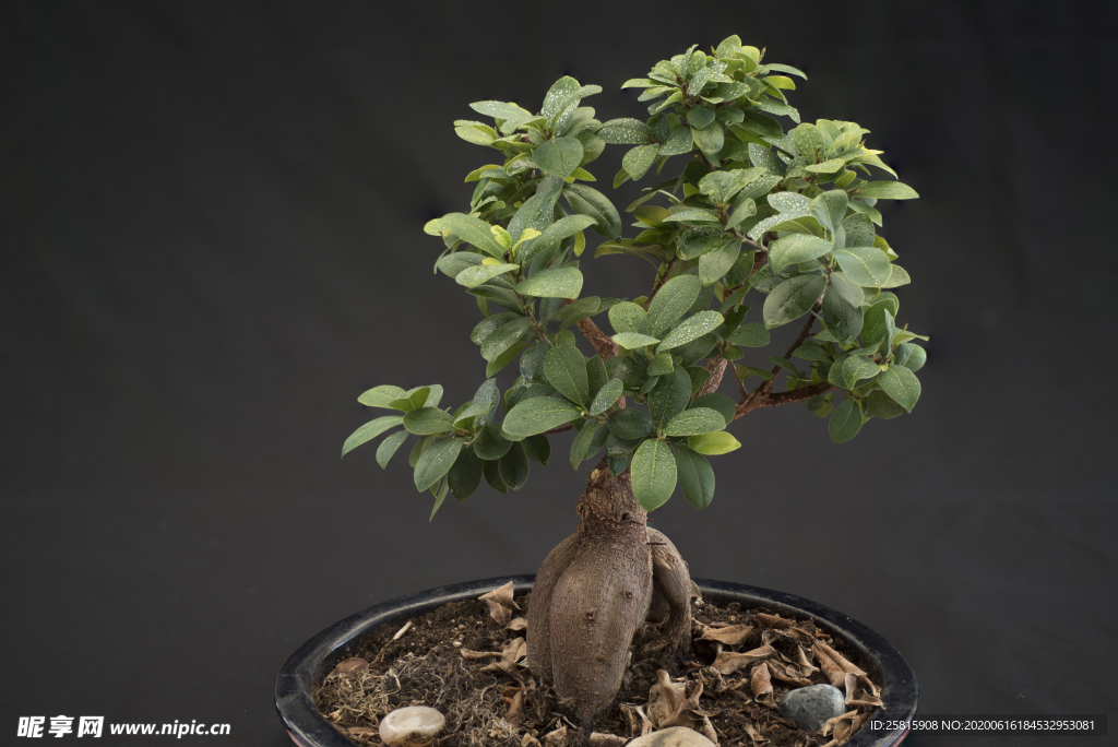 盆栽盆景瓶栽室内外花草图片