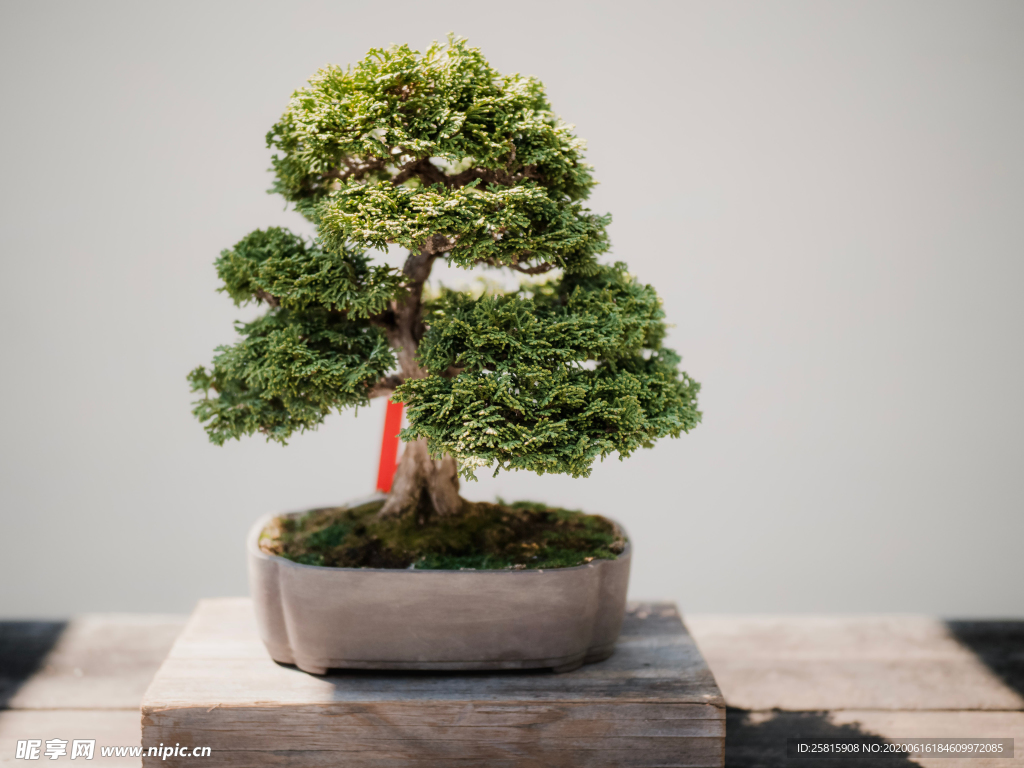 盆栽盆景瓶栽室内外花草图片