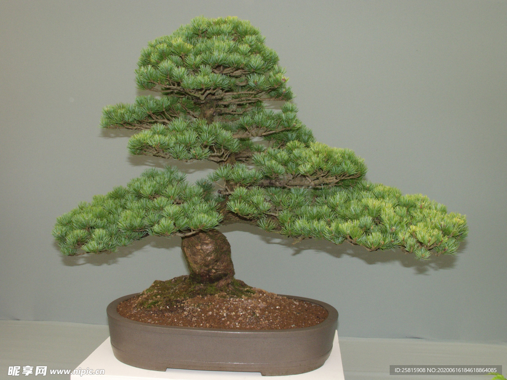 盆栽盆景瓶栽室内外花草图片