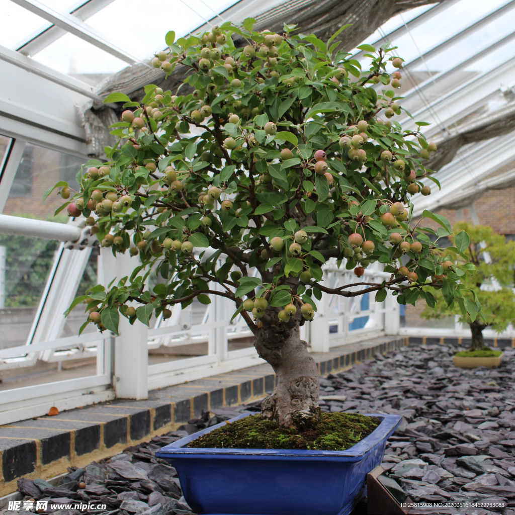 盆栽盆景瓶栽室内外花草图片