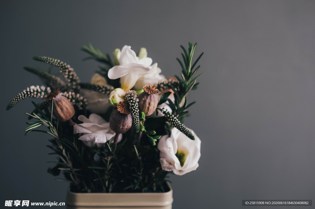 盆栽盆景瓶栽室内外花草图片