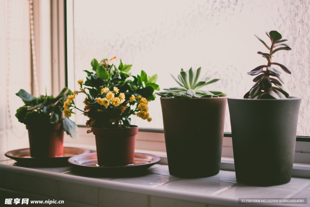盆栽盆景瓶栽室内外花草图片