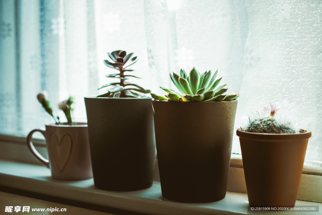 盆栽盆景瓶栽室内外花草图片