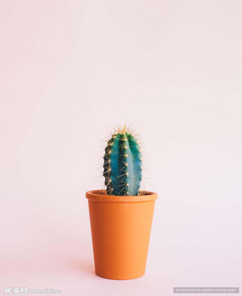 盆栽盆景瓶栽室内外花草图片