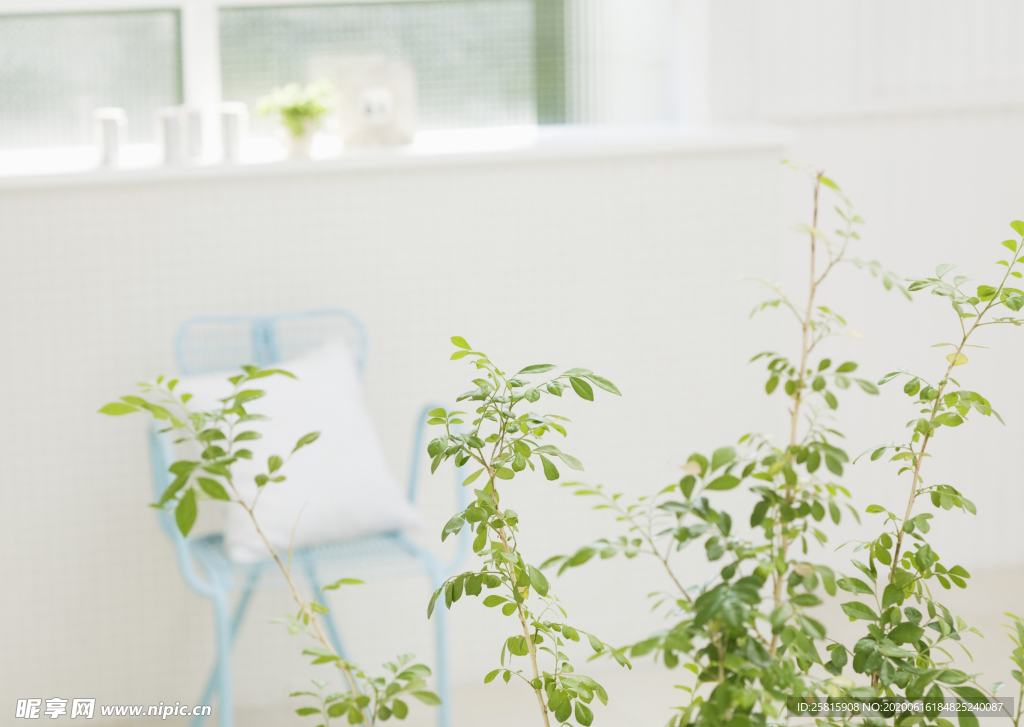 盆栽盆景瓶栽室内外花草图片