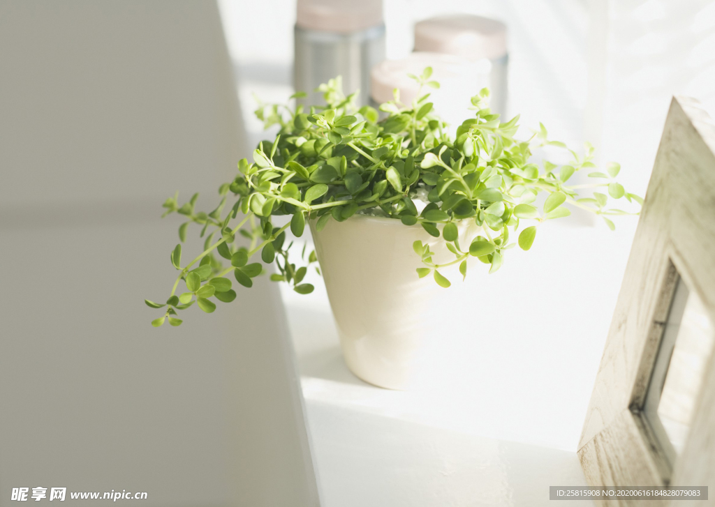 盆栽盆景瓶栽室内外花草图片