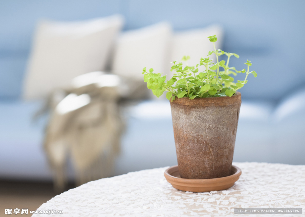 盆栽盆景瓶栽室内外花草图片