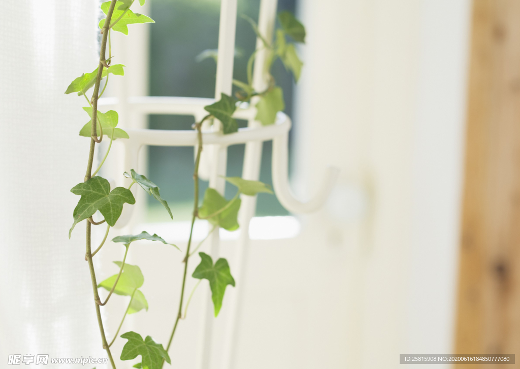 盆栽盆景瓶栽室内外花草图片