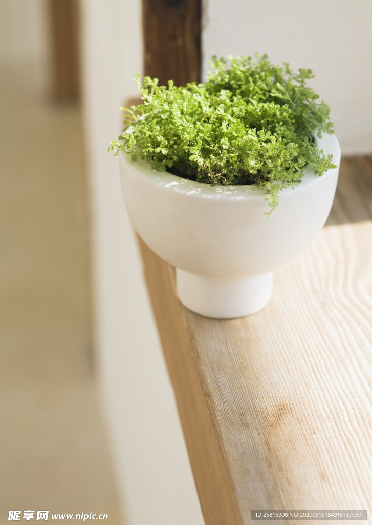 盆栽盆景瓶栽室内外花草图片